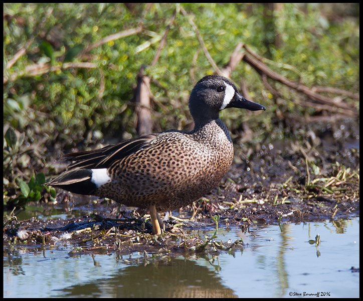 _6SB9928 blue-winged teal drake.jpg